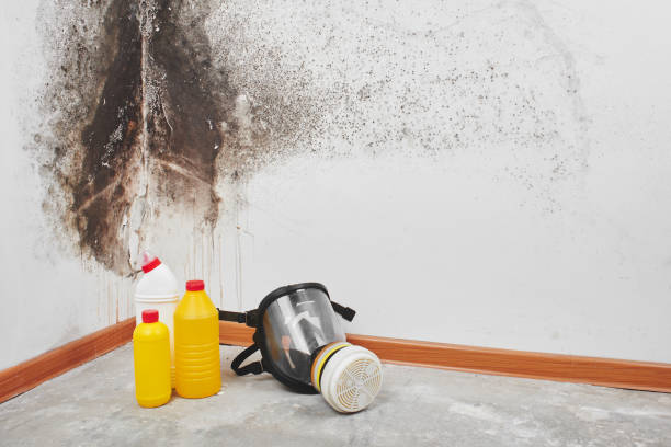 Best Black Mold Removal  in Roslyn, PA