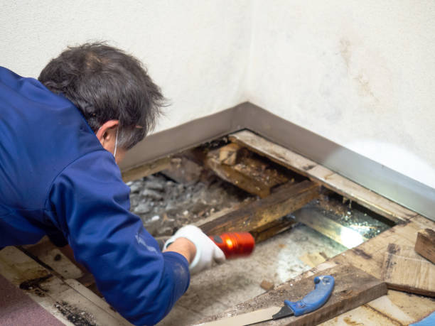 Best Mold Remediation  in Roslyn, PA