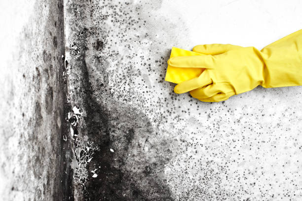 Best Certified Mold Removal  in Roslyn, PA