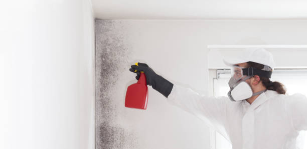 Best Mold Damage Repair  in Roslyn, PA