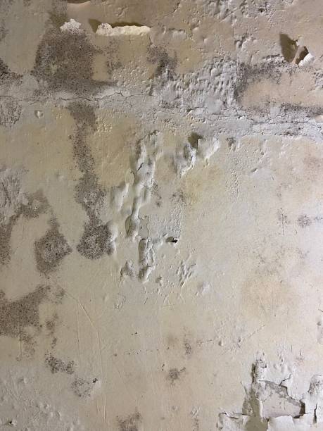 Best Same-Day Mold Removal  in Roslyn, PA
